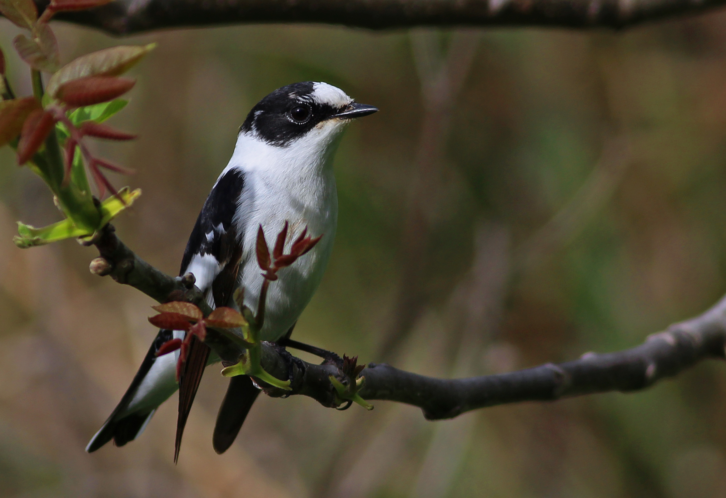 Collared Flycatcher